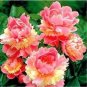 10 PCS Seeds Sorbet Robust Colorful Double Blooms Peony Tree Seeds Meaty Pink Yellow Flowers