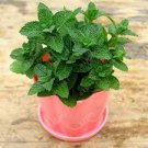 100 PCS Seeds Spearminted Mint Bonsai Bergamot Sweet Horse Mint Bonsai