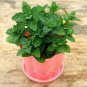 100 PCS Seeds Spearminted Mint Bonsai Bergamot Sweet Horse Mint Bonsai