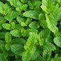 100 PCS Seeds Spearminted Mint Bonsai Bergamot Sweet Horse Mint Bonsai