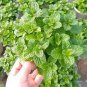 100 PCS Seeds Spearminted Mint Bonsai Bergamot Sweet Horse Mint Bonsai