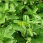 100 PCS Seeds Spearminted Mint Bonsai Bergamot Sweet Horse Mint Bonsai