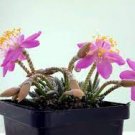 50 PCS Seeds Specials Flower Kam Potted Plant Avonia quinaria Flower for Home Garden 50 PCS Seeds Specials Flower Kam Potted Plant Avonia quinaria Flower for Home Garden