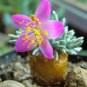 50 PCS Seeds Specials Flower Kam Potted Plant Avonia quinaria Flower for Home Garden