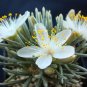 50 PCS Seeds Specials Flower Kam Potted Plant Avonia quinaria Flower for Home Garden