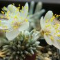50 PCS Seeds Specials Flower Kam Potted Plant Avonia quinaria Flower for Home Garden