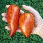 100 PCS Seeds Speckled Roman Organic Heirloom Tomato