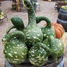 10 PCS Seeds Speckled Swan Gourd Lagenaria Siceraria 10 PCS Seeds Speckled Swan Gourd Lagenaria Siceraria