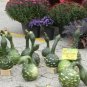 10 PCS Seeds Speckled Swan Gourd Lagenaria Siceraria