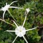 100 PCS Seeds Spider Lily and Lily Fragrance Ornamental Plants