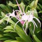 100 PCS Seeds Spider Lily and Lily Fragrance Ornamental Plants