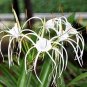 100 PCS Seeds Spider Lily and Lily Fragrance Ornamental Plants