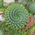 100 PCS Seeds Spiral Aloe Bonsai Plants Rare Aloe polyphylla Flower 100 PCS Seeds Spiral Aloe Bonsai Plants Rare Aloe polyphylla Flower