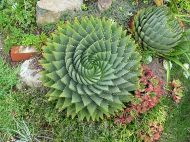 100 PCS Seeds Spiral Aloe Bonsai Plants Rare Aloe polyphylla Flower