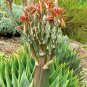 100 PCS Seeds Spiral Aloe Bonsai Plants Rare Aloe polyphylla Flower