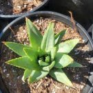2 PCS Seeds Spiral Aloe Mixed
