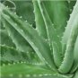 2 PCS Seeds Spiral Aloe Mixed