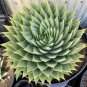 2 PCS Seeds Spiral Aloe Mixed