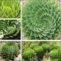 2 PCS Seeds Spiral Aloe Mixed