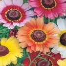 30 PCS Seeds Spiral Daisy Seeds Rainbow Color 30 PCS Seeds Spiral Daisy Seeds Rainbow Color