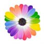 30 PCS Seeds Spiral Daisy Seeds Rainbow Color