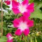 50 PCS Seeds Split Personality Ipomoea Purpurea Morning Glory