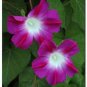 50 PCS Seeds Split Personality Ipomoea Purpurea Morning Glory