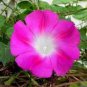 50 PCS Seeds Split Personality Ipomoea Purpurea Morning Glory