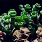 200 PCS Seeds Spring grass seeds Succulents plant Grass