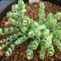 200 PCS Seeds Spring grass seeds Succulents plant Grass