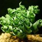 200 PCS Seeds Spring grass seeds Succulents plant Grass