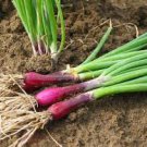 30 PCS Seeds Spring Onion with Red Beard