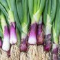 30 PCS Seeds Spring Onion with Red Beard