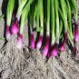 30 PCS Seeds Spring Onion with Red Beard