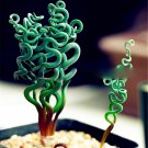 200 PCS Seeds Spring Violet Grass Plant Succulents Grass DIY Bonsai Potted 200 PCS Seeds Spring Violet Grass Plant Succulents Grass DIY Bonsai Potted