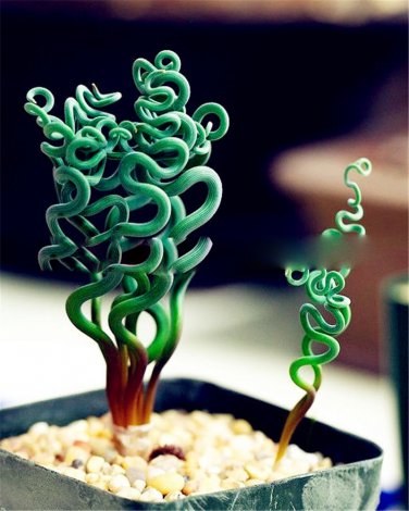 200 PCS Seeds Spring Violet Grass Plant Succulents Grass DIY Bonsai Potted