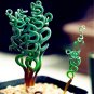 200 PCS Seeds Spring Violet Grass Plant Succulents Grass DIY Bonsai Potted