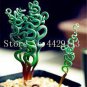 200 PCS Seeds Spring Violet Grass Plant Succulents Grass DIY Bonsai Potted