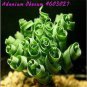 200 PCS Seeds Spring Violet Grass Plant Succulents Grass DIY Bonsai Potted