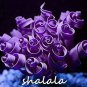 200 PCS Seeds Spring Violet Grass Plant Succulents Grass DIY Bonsai Potted