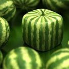 20 PCS Seeds Square Water Melon Seed Red Sweet Juicy Watermelon 20 PCS Seeds Square Water Melon Seed Red Sweet Juicy Watermelon