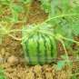 20 PCS Seeds Square Water Melon Seed Red Sweet Juicy Watermelon