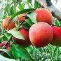 2 PCS Seeds ssRed Flat Peach Peento Saucer Peach Plant