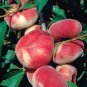 2 PCS Seeds ssRed Flat Peach Peento Saucer Peach Plant