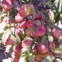 2 PCS Seeds ssRed Flat Peach Peento Saucer Peach Plant