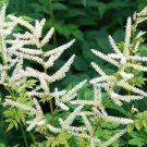 100 PCS Seeds ssWhite Astilbe Chinensis 100 PCS Seeds ssWhite Astilbe Chinensis