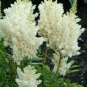 100 PCS Seeds ssWhite Astilbe Chinensis