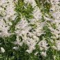 100 PCS Seeds ssWhite Astilbe Chinensis