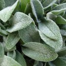 100 PCS Seeds Stachys byzantina Seeds Lamb's Ear 100 PCS Seeds Stachys byzantina Seeds Lamb's Ear