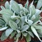 100 PCS Seeds Stachys byzantina Seeds Lamb's Ear